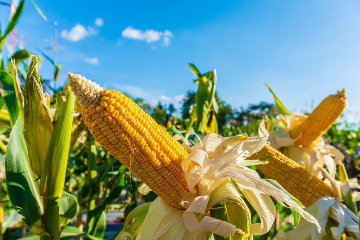 El maíz basileño alcanza un récord de exportaciones en enero de 2023