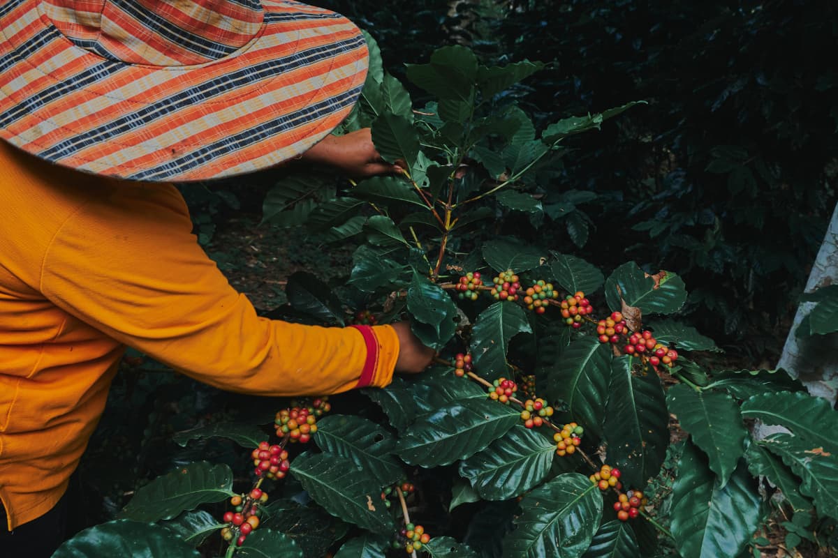 Cae un 11% la exportación de café de Sudamérica